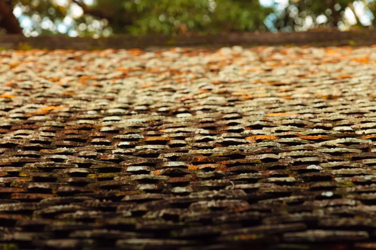 Moss growing on an aging asphalt shingle roof in Utica, NY